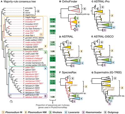 Phylogenomics and chromosome mapping show that ectopic recombination of subtelomeres is critical for antigenic diversity and has a complex evolutionary history in Plasmodium parasites